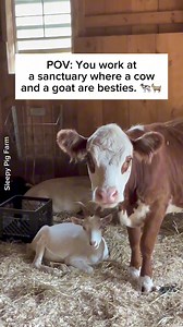 3.5K views · 264 reactions | Harry and Pearl - the sweetest duo we never knew we needed. 凉❤️ : sleepypigfarm #cuteanimals #animalsanctuary #goats #cows #animalfriends | Vegan FTA | Facebook