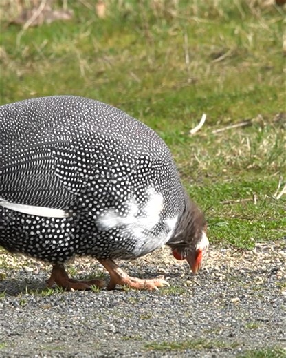 Greater Vancouver Zoo on Reels