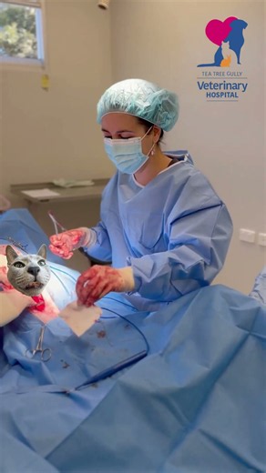 Could This Preventative Surgery Save Your Dog's Life? | Atlas the Great Dane's Gastropexy