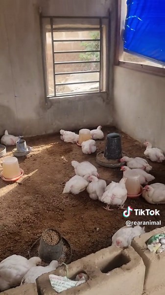 Mololuwa Farm Ilorin on TikTok
