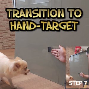 Well its the weekend again. As promised, I share Muki's NOSE-TARGET training journey with you all. She gets the skill, no we just need to master all steps before really getting duration on handtarget done. Wishing you all an awsome weekend. Don't forget to do your basics. | GuleKule Dogs