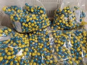 [Hot Item] Two-Tone Shells Peg Fill Colorful 0.68 Cal Paintball for Outdoor Shooting Games