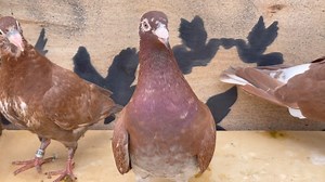 A pair of pigeons and their young / Meulemans #pigeon #pigeons #meulemans #bird #birds | Pigeons Lovers of all kinds