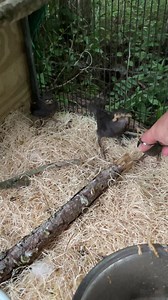 See how we teach the baby starlings to begin grabbing their own food? (Yes I’m shoving it in their mouths still but they’re learning!) One by one they start grabbing the dropped ones on their own, they’re also teaching each other. I’ve had them since they were naked little babies. | Wild at Heart Rescue