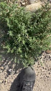 I am not sure if this Russian Thistle or not, do you guys know this one?