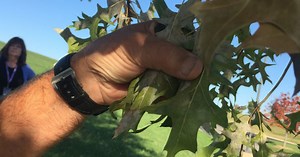 How to beat oak mites this fall