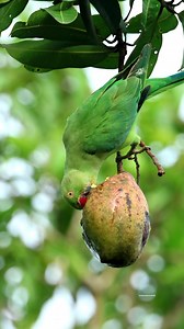 22K views · 1.6K reactions | Rose-ringed parakeet #birds #wildlife | 퐍퐚퐭퐮퐫퐞 퐏퐡퐨퐭퐨퐬 퐁퐨퐨퐤 | Facebook