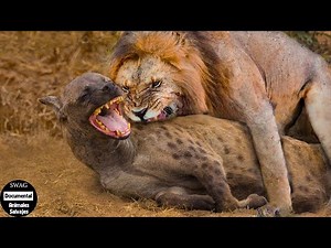 45 Moments of Crazy Lions Attacking Hyenas Caught on Camera | Wild Animals