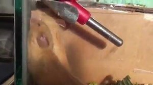 A fastidious mouse grooming her sister. Partway through the vid you'll see that the one getting groomed still has a seed in her mouth. Ellen | House-Mouse Designs®