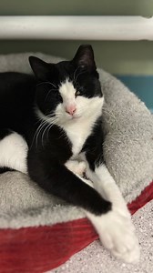 4.6K views · 195 reactions | Cosette is a shy girl, but she has...