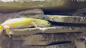 Lovely young adult female Super Hypo Carrot Tail Leopard Gecko available. 🥰 Just over 2 years old. #leopardgecko #leopardgeckos #leopardgeckomorph #gecko #geckos #geckolove #geckolife #lizard #lizards #lizardlife #lizardsofinstagram #reptile #reptiles | Exeter Exotics