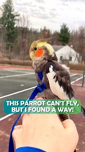 Rescue parrot loves adventures and travel on owner's shoulder 🦜✨ #parrotrescue #cockatiel #cuddlebuddies | Cuddle Buddies