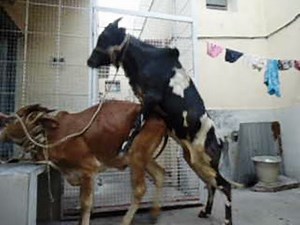 Mating Gir X Gidda bull 5 at last with assitance