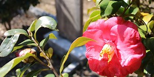 Oakland Cemetery celebrates the beauty of Black history in Atlanta, one gravesite at a time