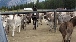 60 reactions | Thanksgiving Hours- Join Us; Saturday October 12th...