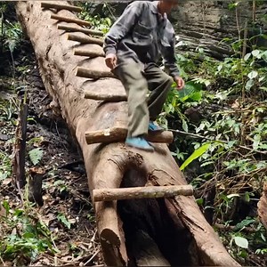 Build a shelter in a giant rotting tree trunk #bushcraft #build #camp #camping #survival #shelter #wildlife #outdoors #outdoor #viral #fyp #foryou | Camping videos Survival