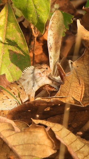 230K views · 1K reactions | Lizard vs Mantis Wincent EpY9s #wildlife #nature #lizard #mantis | HAWI Studios | Facebook