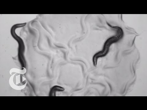 As the Worm Turns | ScienceTake | The New York Times