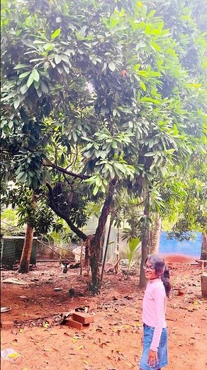 Egg Fruit | Canistel #tropicalfruit #plants #tree #nature