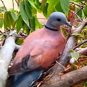 14 reactions | Bird Red collared dove heating its eggs | Review Bird All | Facebook