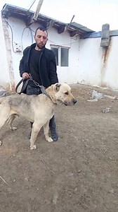 Kars Arpaçay Küçük Çatma Köyünden Turgay Kaya'ya ait Anadolu Çoban Köpeği... #Kars | Peldirvan Filozofları & Akyaka ve Köyleri