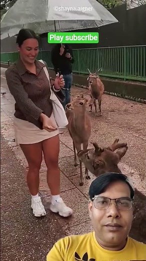 Hiran ko khilaye biscuit #animals #cute #nature