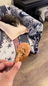  . . . . Please Follow @bittykittyq8 for more cute cats! . @bittykittyq8 @bittykittyq8 . . Please DM for credits/issue for unknown videos or photos . . #cat #cats #love #pets #petstagram #cutest #cute #adorable #bittykittyq8 #repost #cutecats #catlovers #kitten #holidays #catsofinstagram #kitty | BittykittyQ8 | Facebook