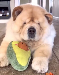 Chow chow and teddy bear 🥰 Cre: mandoothechow | Chow Chow Overload