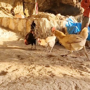 Lovely Sibling Cooking Together When Parent Outside Home | Naruto TV