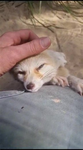 12 reactions | Billabong Zoo on Reels | Facebook