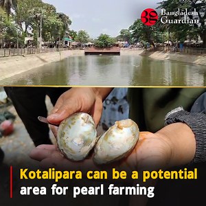 Kotalipara can be a potential area for pearl farming | Bangladesh Guardian | Facebook