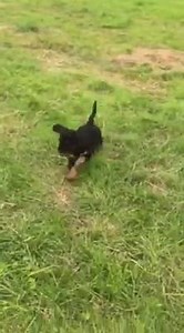 The little herd playing with my friends little girl tonight. They just love kids! | Whiskey's Cockapoos | Facebook