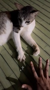 Daily serotonin dose achieved 🐾🐱💖 | Sri Divya