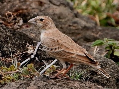 Rufous-tailed Lark | Rufous-tailed Finch-Lark | Bird | Birdwatching | Wildlife | Bhigwan