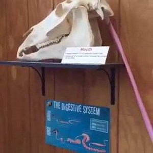 How does the 80’ digestive tract of a horse work? Find out this, plus learn about skeletons, anatomy, dental tools, tail-braiding, leg-wrapping and more in the free interactive EquiMania! education center in the Horse Barn! Daily demos too! Presented by the Minnesota State Fair and Equine Guelph, the horse owners' center at the University of Guelph, Ontario, Canada. | Minnesota State Fair