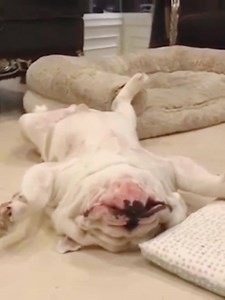 Best Dog Compilation | Bornomad