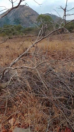 Searching for rich belts only, determine their depth, size, continuity and values... Musangochera | Rockbelt Detectors