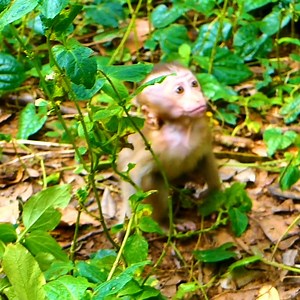 18K views · 365 reactions | wow baby Angela come to Libby and gave a kiss to ask some milk. baby like Libby is her second moter.#monkeymoka | Monkey MOKA | Facebook