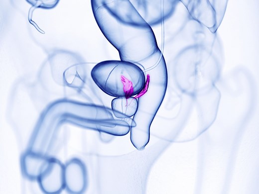 The Anatomy of the Seminal Vesicles