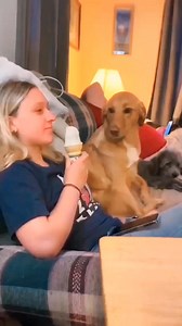 507K views · 6.5K reactions | Funny Dog Moments 藍 #EP 14 #dog #cute #puppy #funny #pet #animal #reels | René Delafose | Facebook