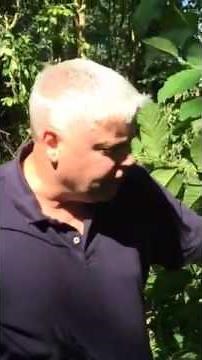 Slippery elm bark harvest