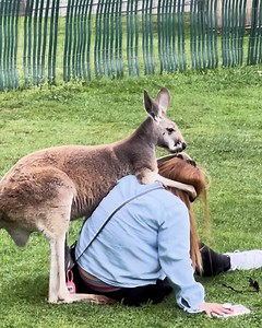 88K views · 485 reactions | When roles are reversed at the petting zoo 輦藍 | Furry Tails | Facebook