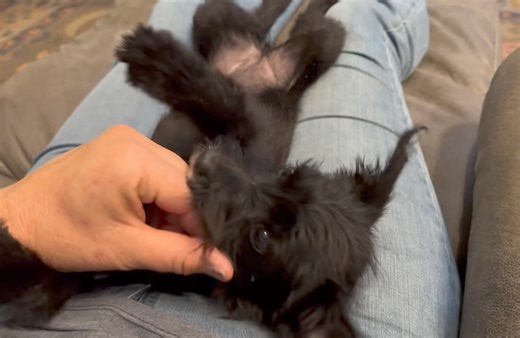 Snuggles with Magic ❤️ She’s come so far from the terrified baby who avoided all human contact. Magic and sister Mystic are lucky to be alive. At 3 months old, they survived on their own for several days after being abandoned in a 300 acre vineyard. A third sibling sibling was hit by a car and killed. The pups are Mini-Schnauzer type mixes and we guess adult weight will be between 12-20 pounds. The pups are in individual loving foster homes for more one on one socialization. These girls survived