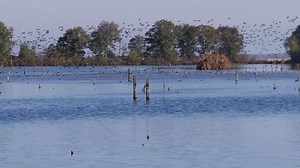 Dates available | Arkansas County Duck Guide Service