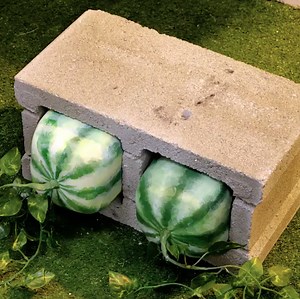 Grow your exclusive garden with these hacks! | Transformazing