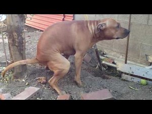 my jeep pitbull taking a poop!