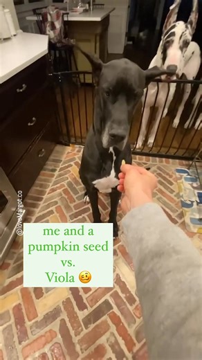 3K views · 61 reactions | Viola had a seed phobia  #greatdane #doglovers | LoveMargot | Facebook