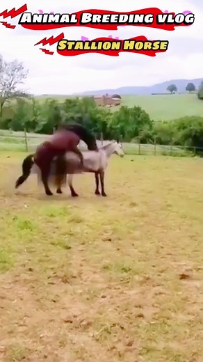 Natural Breeding Stallion Horse Mating Techniques