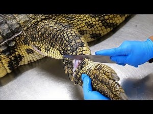 Thai Food - GIANT CROCODILE CUTTING Crocodile Meat Kebabs Bangkok Thailand