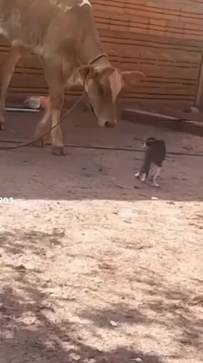 7.3K views · 103 reactions | MMV comedy on Reels | Facebook